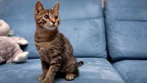 Какъв вид диван е по-добре да изберете дали котката живее в къщата